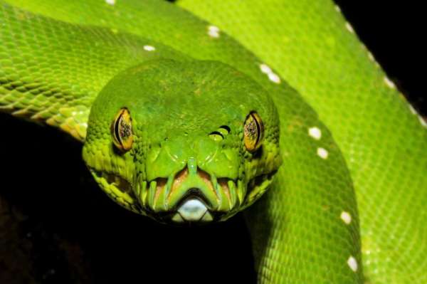 green-tree-python-08-m.jpg