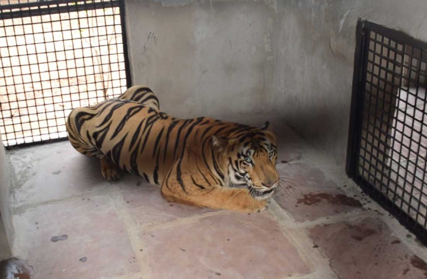 बाघ को किया गया क्वॉरंटीन, सलाखों में काट रहा है सजा, 3 लोगों पर किया था जानलेवा हमला