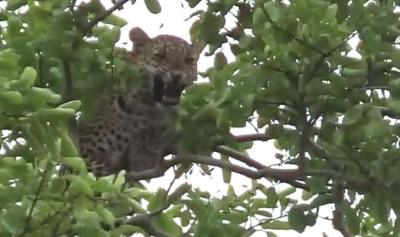 युवक पर जानलेवा हमला कर तेंदुआ चढ़ा पेड़ पर,  दोपहर से लोग दे रहे पहरा