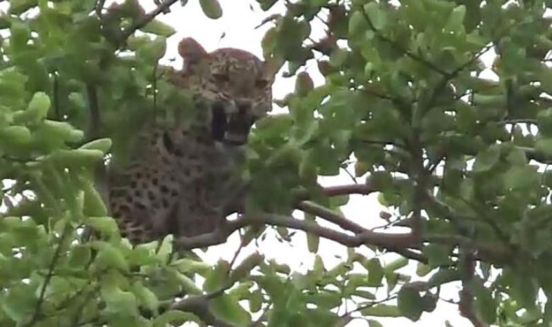 युवक पर जानलेवा हमला कर तेंदुआ चढ़ा पेड़ पर, दोपहर से लोग दे रहे पहरा