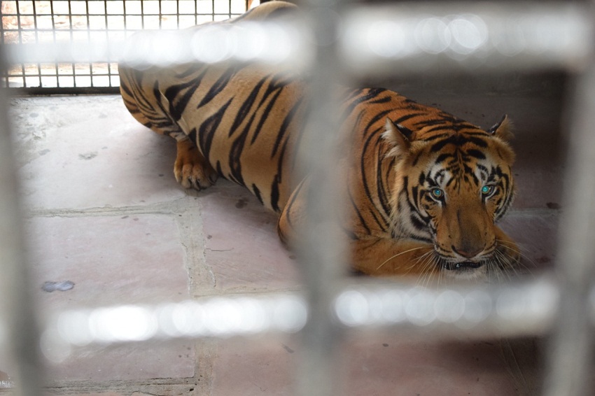 कान्हा टाइगर रिजर्व में सजा काट रहे बाघ को मिला वन विहार में घर, नाम रखा सरन