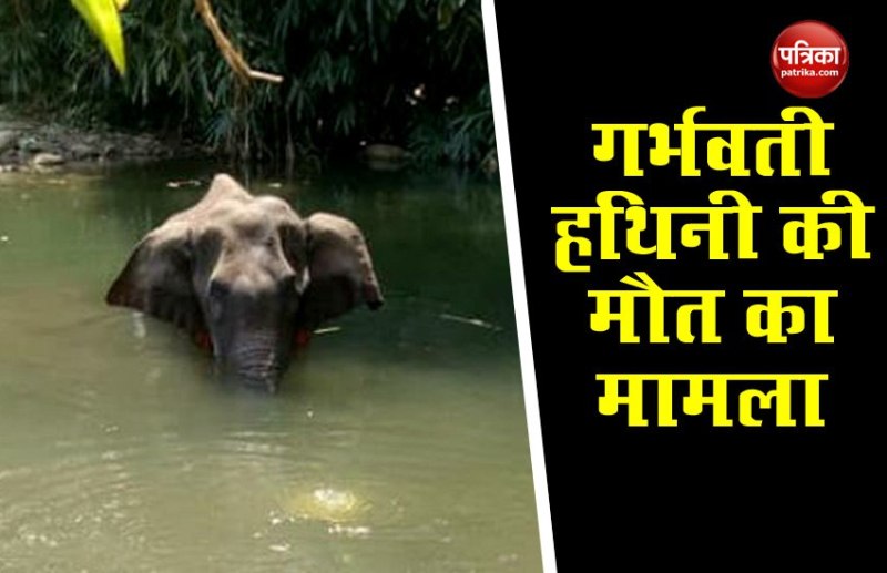 Kerala: Pregnant Elephant की मौत केस में Environment Ministry का बयान, गलती से खाया पटाखों से भरा फल