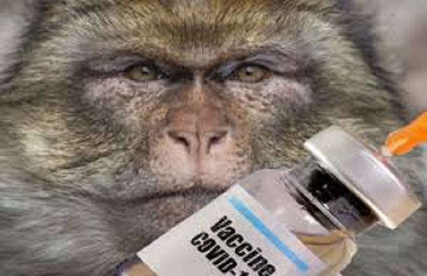 Pune covid 19 vaccine Research : रीसस प्रजाति के बंदरों पर होगा कोरोना रोधी वैक्सीन का परीक्षण