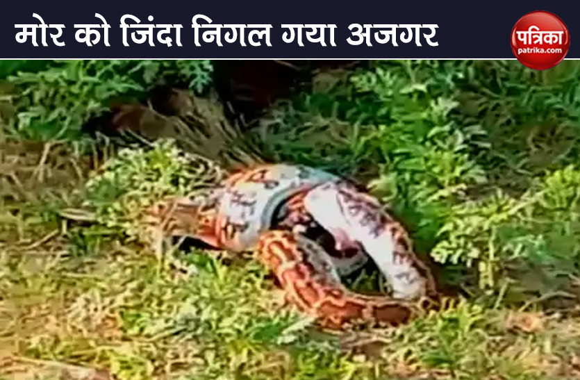 watch python swallows alive peacock viral video yamunanagar
