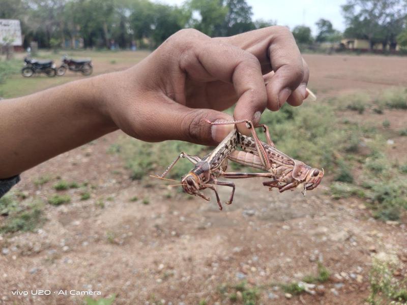 Pakistani locust attack in the satna