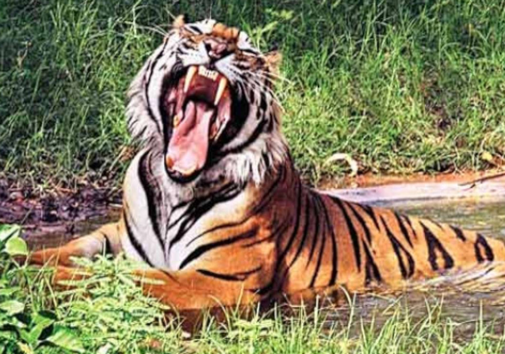 युवक पर बाघ का हमला, वन विभाग ने दी सतर्क रहने की सलाह