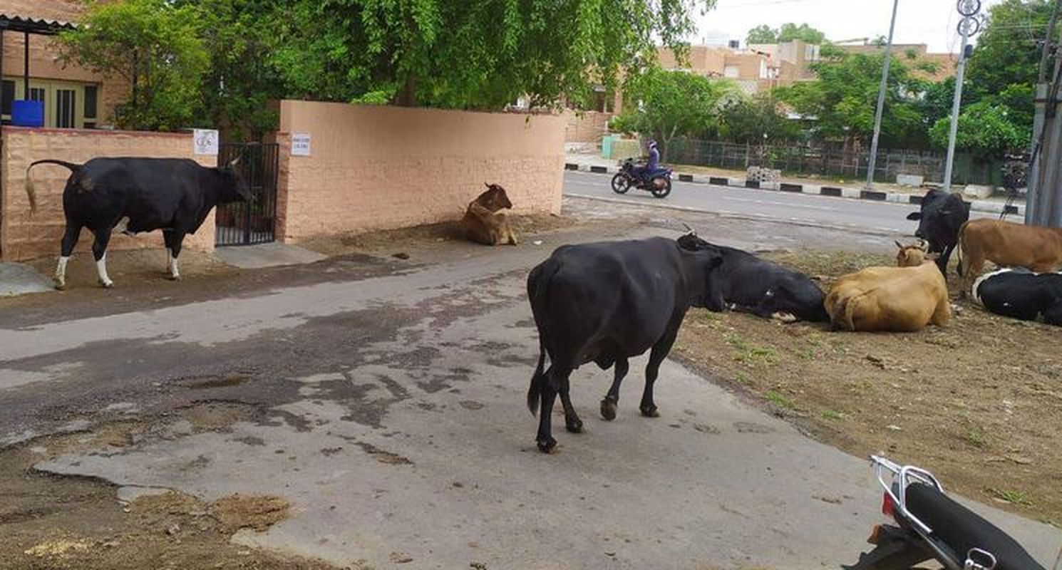हाईकोर्ट कॉलोनी में मवेशियों का आंतक