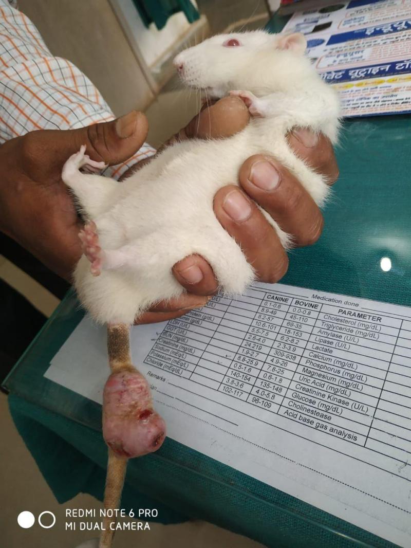 चूहे को ट्यूमर हुआ तो डाक्टर ने काट दी पूंछ