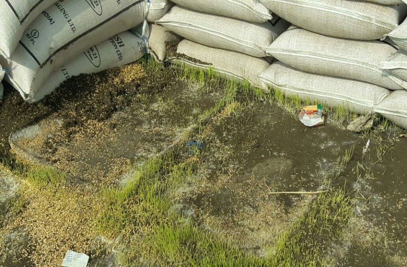 अफसरों की लापरवाही से अंकुरित होने लगा खरीदी केन्द्र पर रखा गेहूं