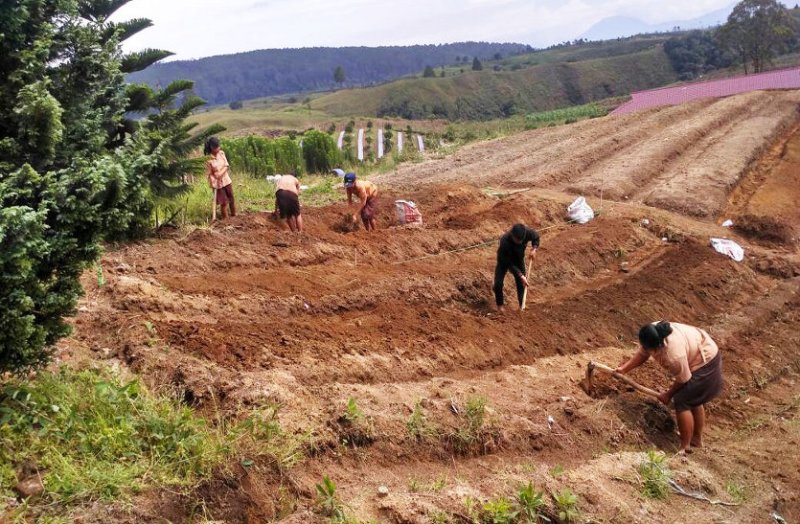 बस्तर में पर्यावरण संरक्षण के लिए पहाड़ी इलाके की ढाल में मिट्टी के कटाव रोकने अपनाई जा रही ये कारगर विधि