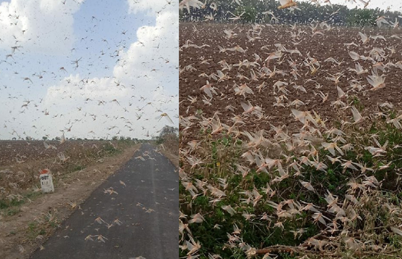 कोटा में 16 करोड़ टिड्डियों ने हरियाली पर किया हमला