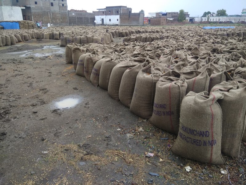 पथरिया। समर्थन मूल्य खरीदी केंद्र पर खुले में रखा चना भीगा।