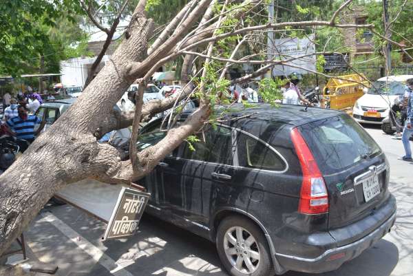 Collectorate : अचानक कार पर जा गिरा पेड़