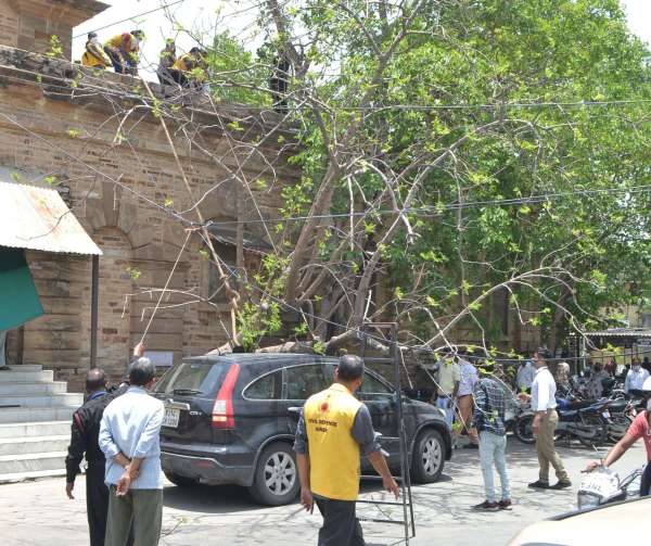 Collectorate : अचानक कार पर जा गिरा पेड़