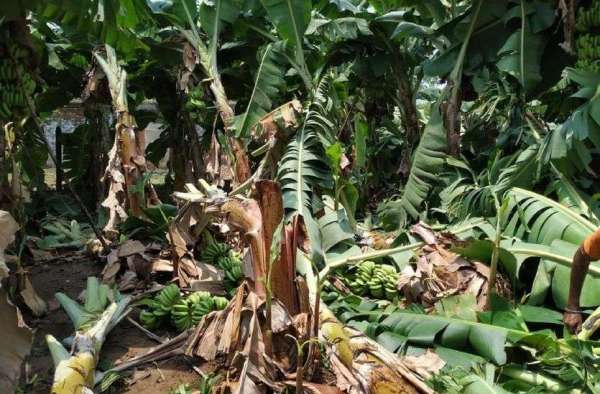 Banana crop ruined