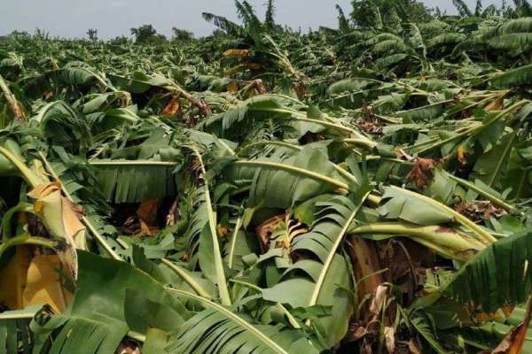 Banana crop ruined