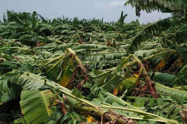 Banana crop ruined