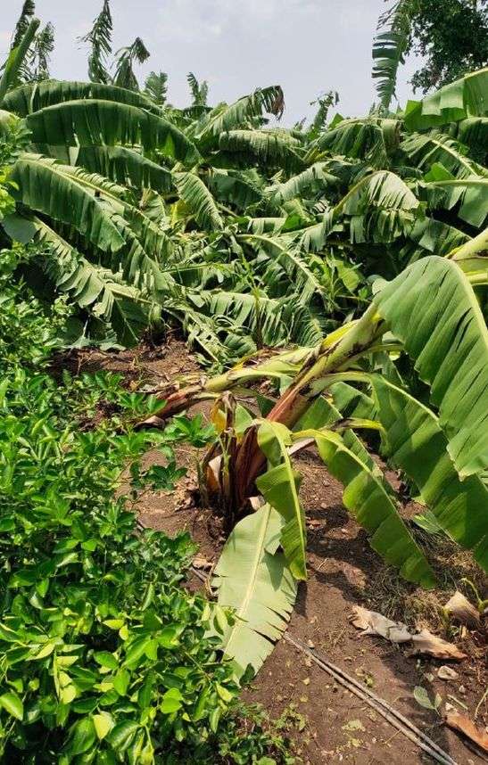 Banana crop ruined