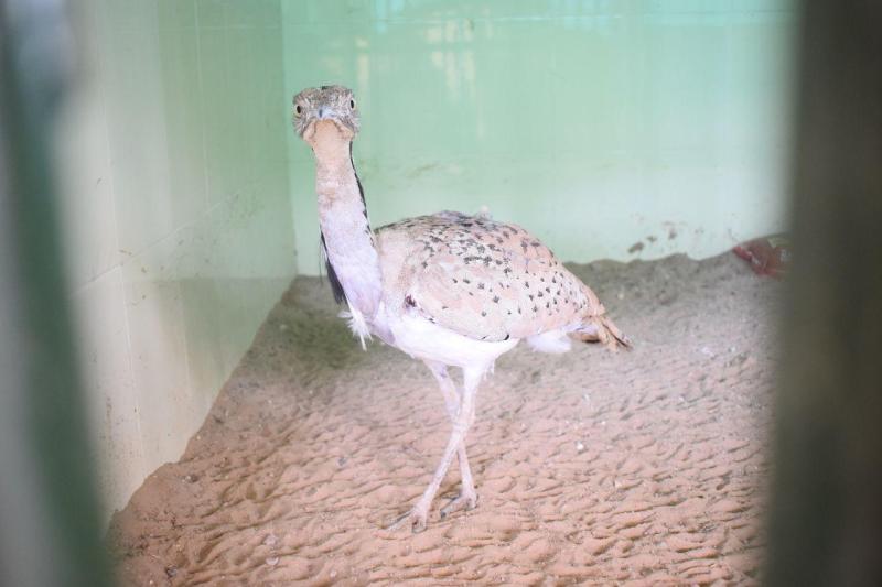 BSF jawans rescued houbara bustard came from pakistan border
