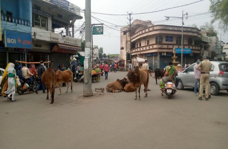 बारिश का दौर शुरू होने से पहले ही सड़क पर आवारा पशुओं ने डाला डेरा