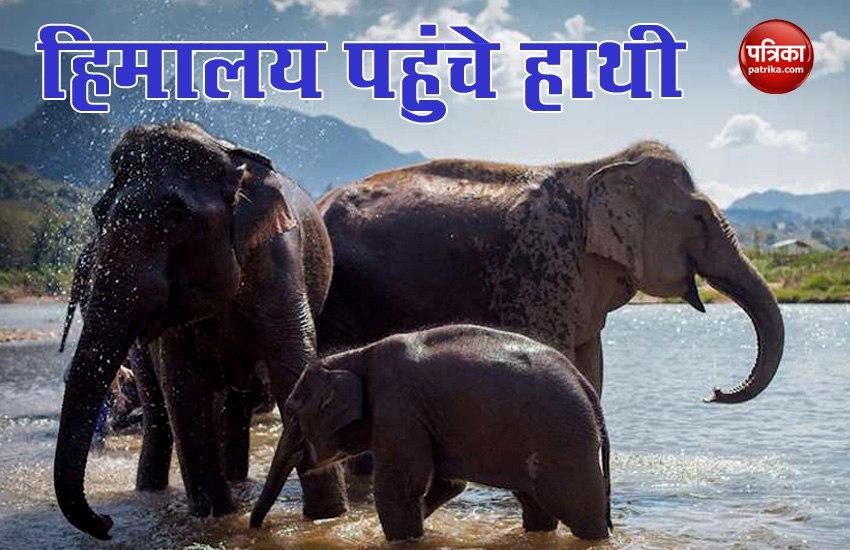 uttarakhand_records_presence_of_elephants_in_middle_himalayas.jpg