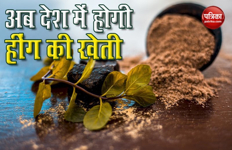 Asafoetida cultivation