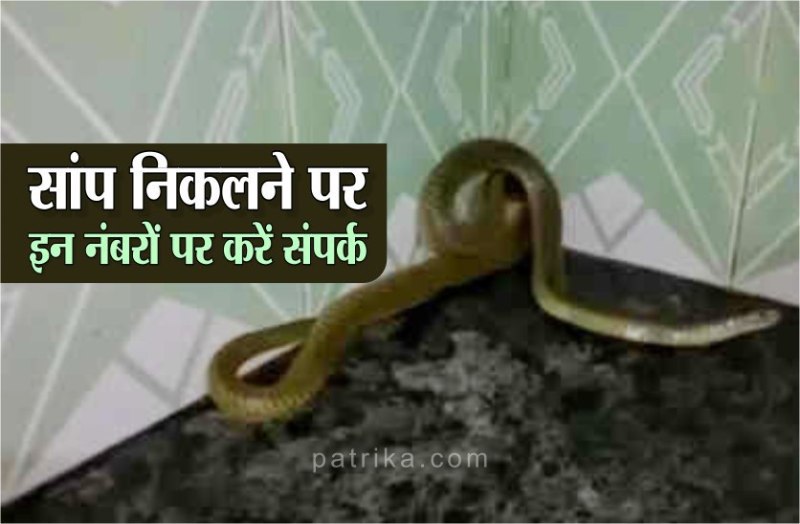 बारिश के मौसम में अगर आप के घर में भी निकलते हैं सांप,तुरंत इन नंबरों पर करें संपर्क