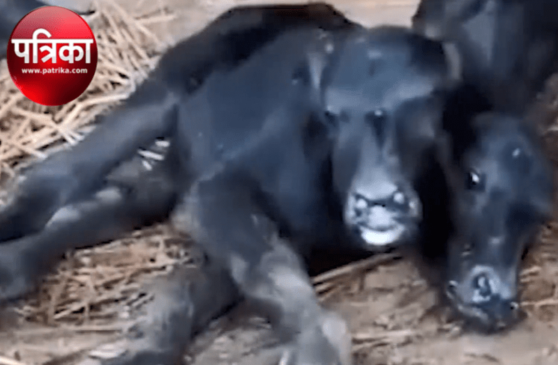 यहां भैंस ने जन्मा 2 सिर वाला बछड़ा, विशेषज्ञ शोध में जुटे