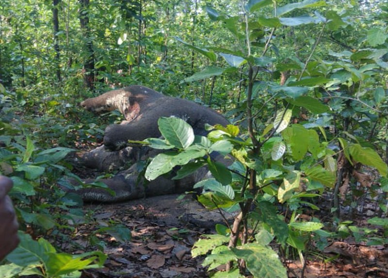हथिनी की मौत मामले में राज्य शासन ने बलरामपुर डीएफओ को हटाया, एसडीओ और रेंजर भी निलंबित