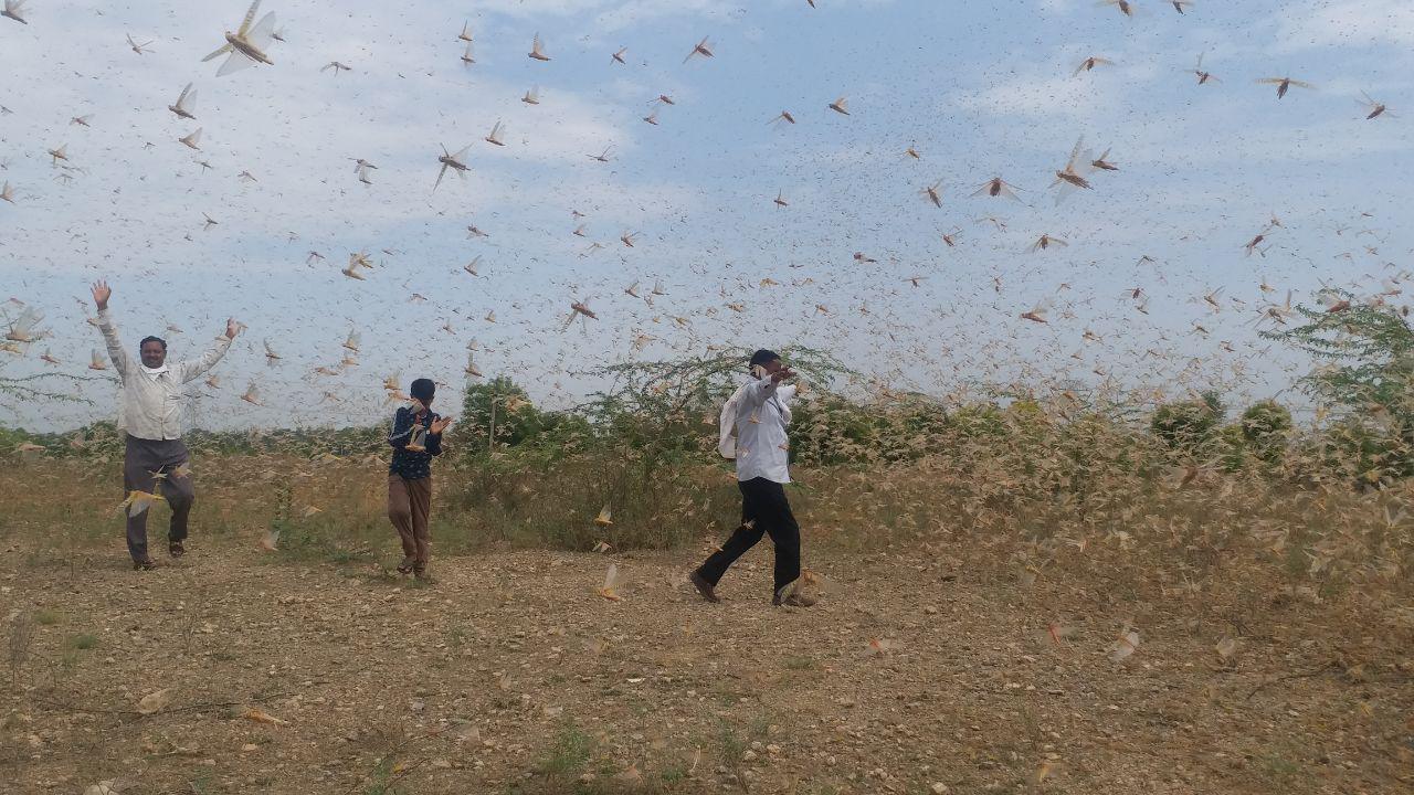 spray of pesticide on locust attack in jodhpur