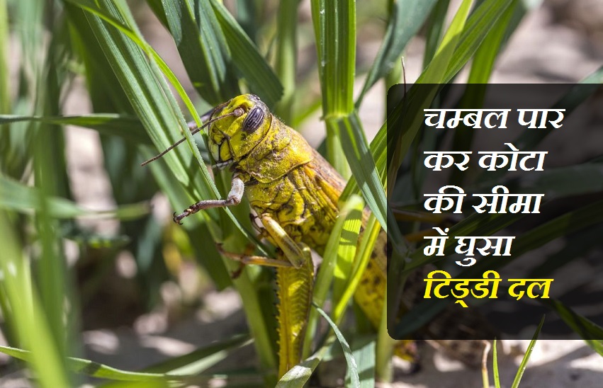 आधी रात से किया स्प्रे, दोबारा कोटा जिले में पहुंचा टिड्डी दल