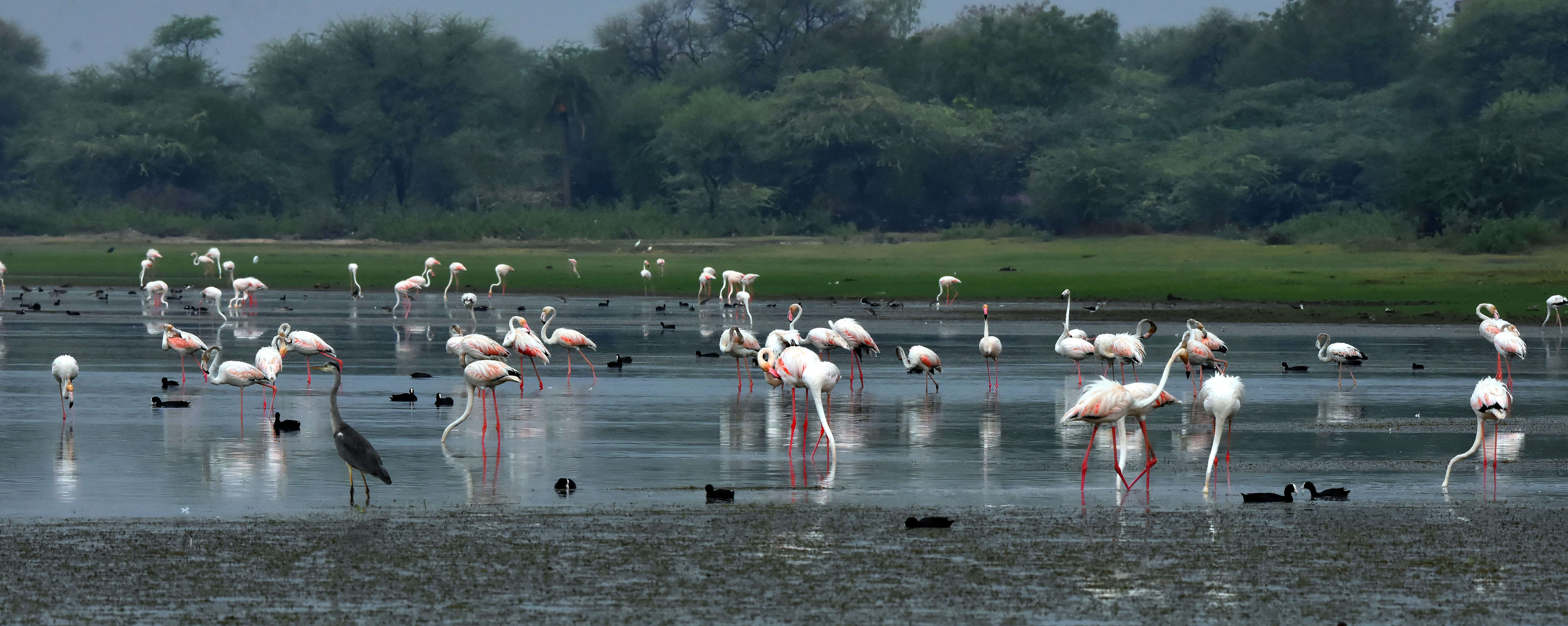 मेनार तालाब पर बड़ी संख्या में मौजूद विभिन्न प्रजातियों के पक्षी।