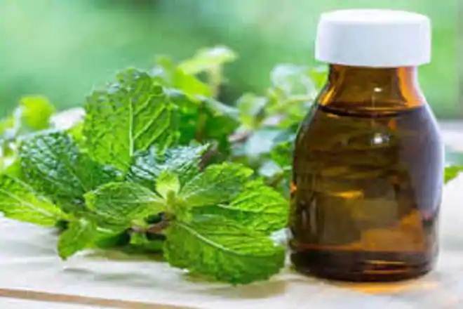 mentha1-9.jpg