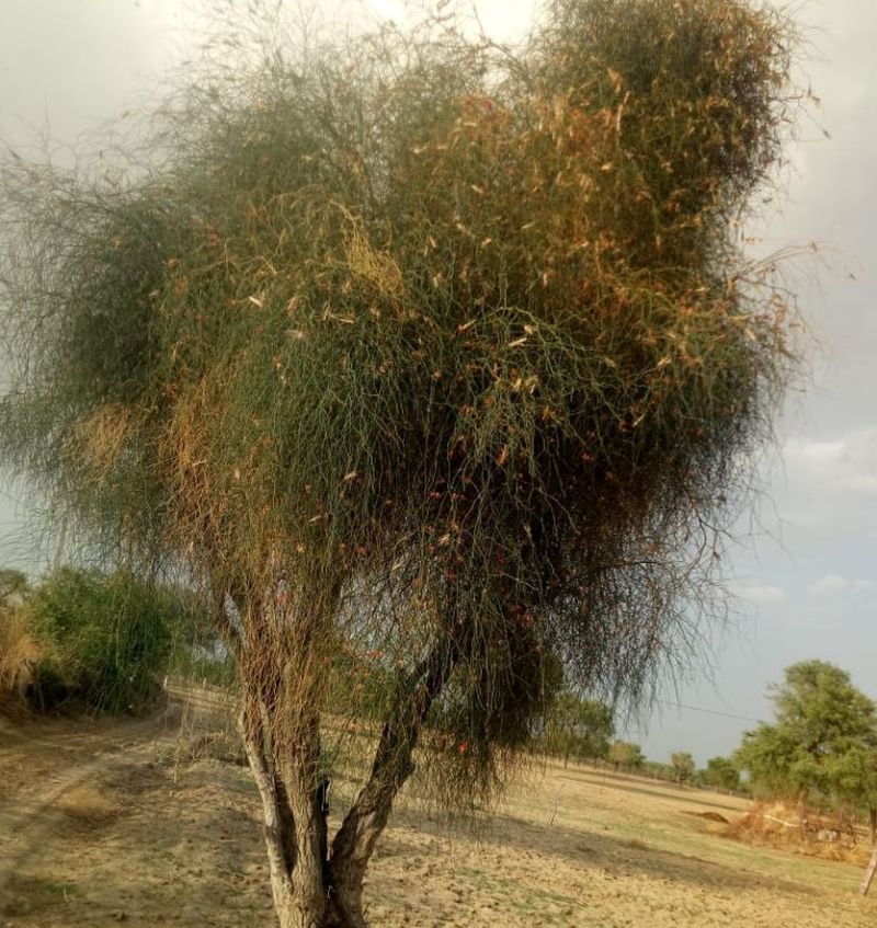 टिड्डी आक्रमण: बाड़मेर में नियंत्रण का क्षेत्र बता रहा हमले का भयावह रूप