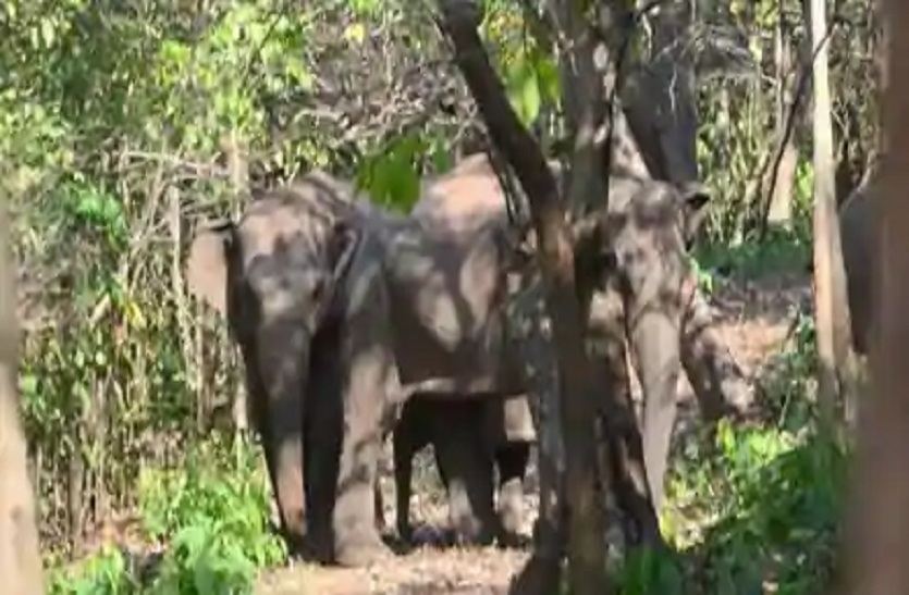 लाचार हाथियों की किस्मत में लिखी है क्रूर हत्या, दो हाथियों को करंट लगा कर मारा
