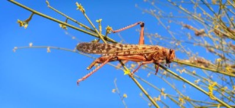 अफगानिस्तान के रास्ते पाकिस्तान में टिड्डी हमला, बनाया नया कॉरिडोर