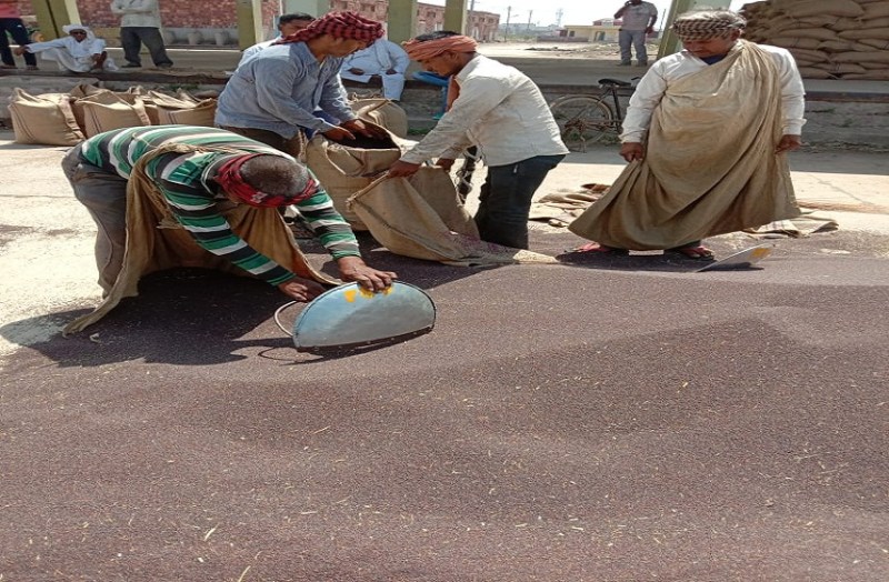 मंडी में सरसों की बिक्री घाटे का सौदा..