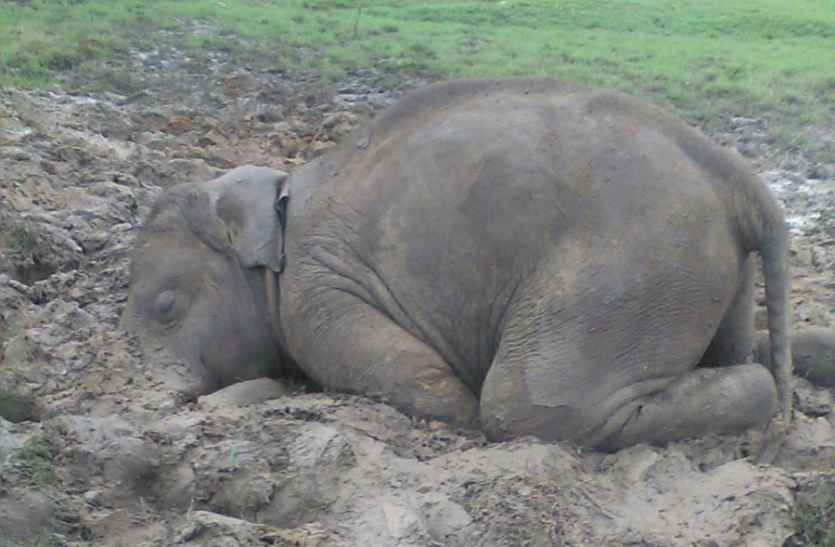 दलदल में फंसने से नन्हे हाथी की मौत, झुंड ने बचाने घंटों की मशक्कत पर रहे नाकाम