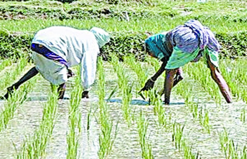 लक्ष्य से ज्यादा खेती की तैयारी, 110 फीसदी बीज का उठाव