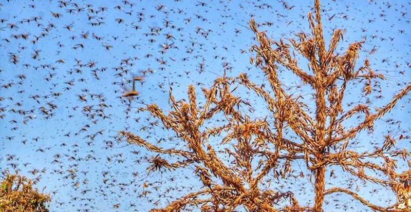 आठ राज्यों में टिड्डी का प्रकोप, बेबसी बढ़ाएगी ये देरी -सुरेश व्यास