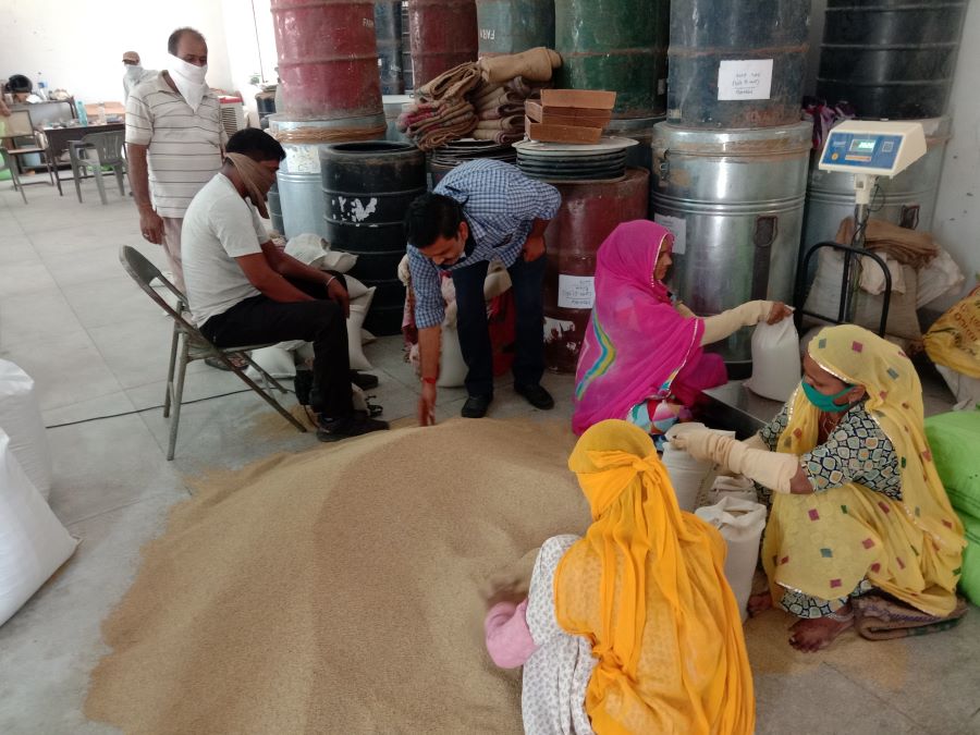 कोरोना इफेक्ट: 30 क्विं कम हुआ उत्पादन, किसानों को नहीं मिल रहे बाजरा के बीज