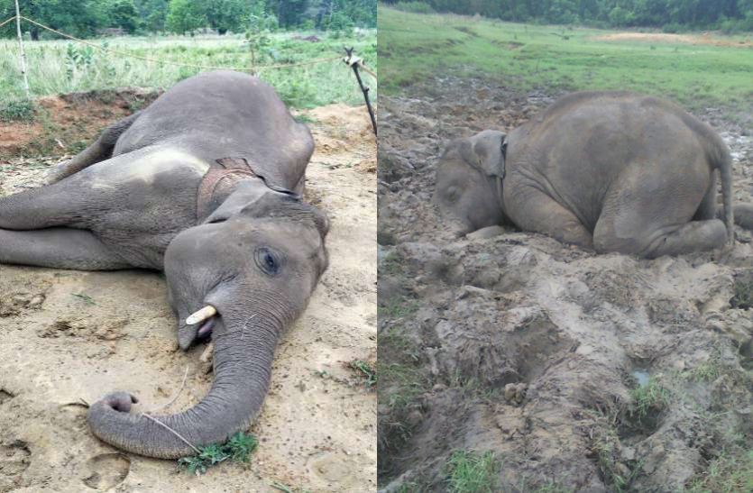 रायगढ़ में करंट से हाथी की मौत और धमतरी में बच्चे ने तोड़ा दम, एक सप्ताह में 5 मौत से हड़कंप