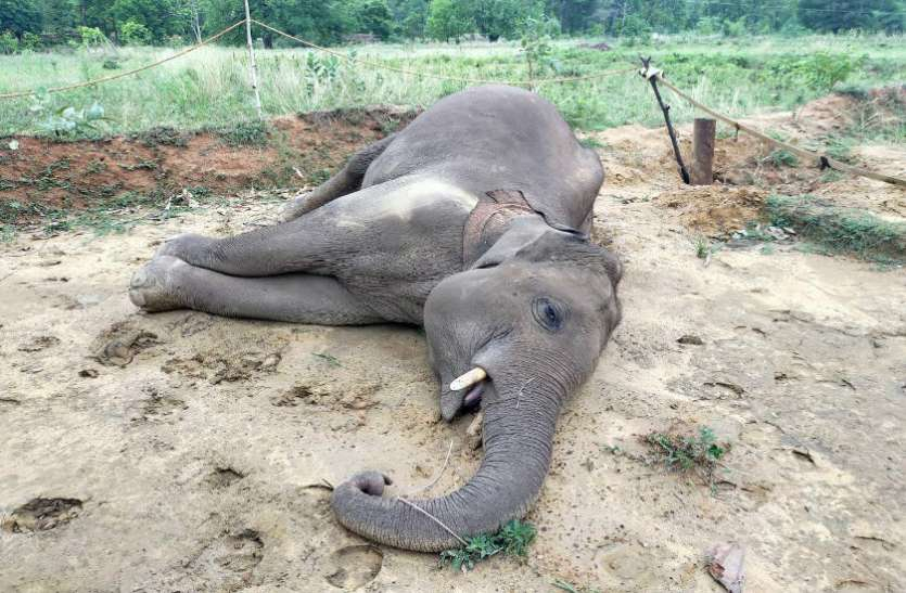 छत्तीसगढ़ में पिछले 19 सालों में हुई 157 हाथियों की अकाल मौत