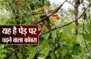 यहां दिखा पेड़ पर चढ़ने वाला खूंखार कोबरा, लंबाई देख वन विभाग भी हैरान