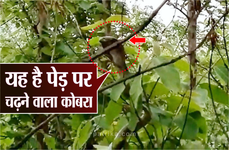 यहां दिखा पेड़ पर चढ़ने वाला खूंखार कोबरा, लंबाई देख वन विभाग भी हैरान