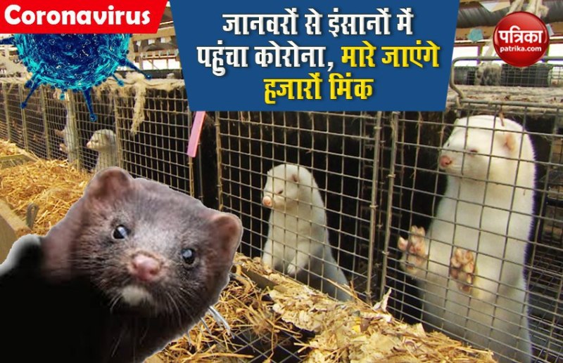 11000 mink to be killed in Denmark