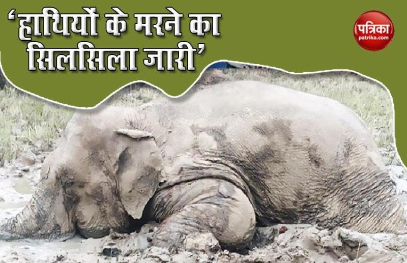 Another elephant found dead in Odisha and Chhattisgarh