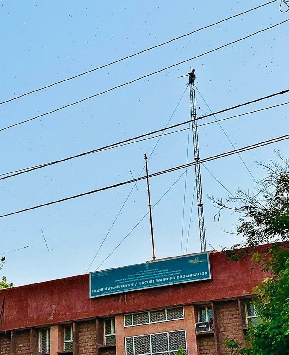 जोधपुर में टिड्डी मुख्यालय के ऊपर से गुजरा टिड्डी दल
