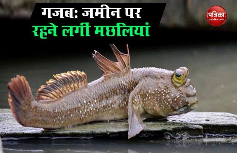 How fish got onto land, and stayed there