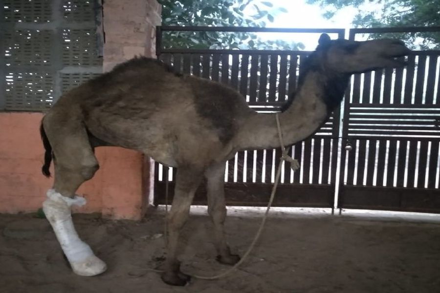 लावारिस-बीमार घायल पशुओं के लिए जोधपुर में नहीं कोई हेल्पलाइन